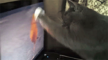 tumblr_oejg8zrj2y1tyncywo1_400.gif