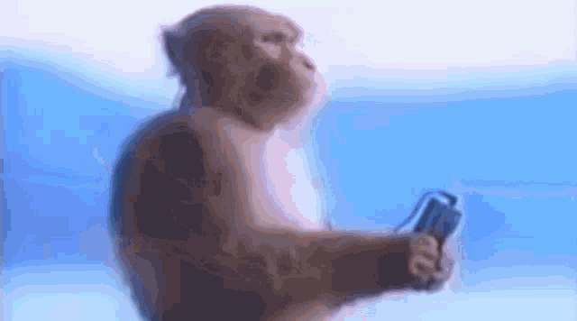 monkey-music-monkey.gif
