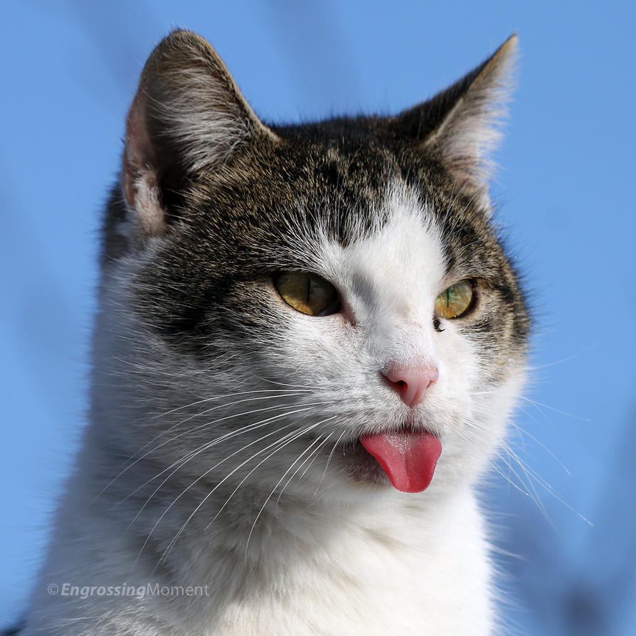 Cats_52_by_EngrossingMoment.jpg