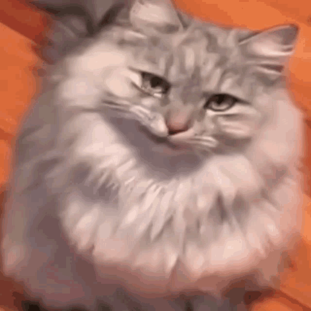 cat-cats.gif