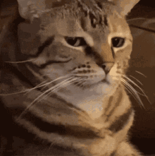 cat-looking-at-you.gif