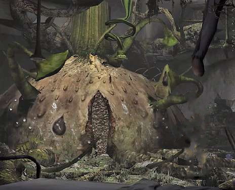 dorothyplant.jpg