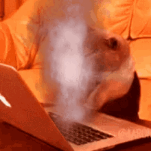 insane-fast-typing-cat.gif