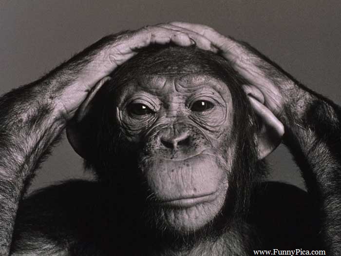 funny-monkey.jpg