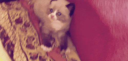 rhjMFJ7.gif