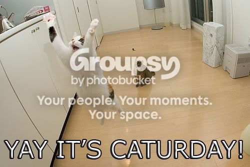 Fun_Cat_Caturday3.jpg