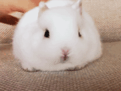 tumblr_mai96ghOMq1qzizmho3_250.gif