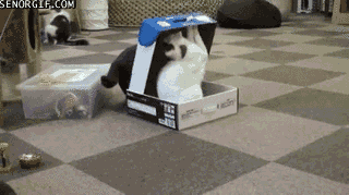 oBS8u.gif