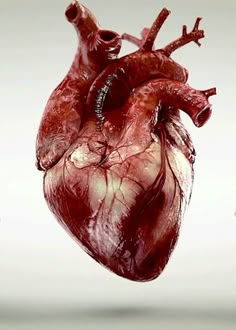4fbb60a7ee66182b974e187be09aba7b--heart-anatomy-anatomy-art.jpg