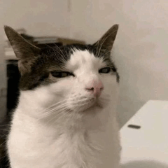 seriously-not-amused.png
