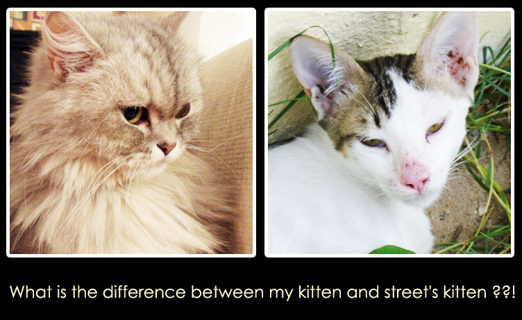 What_is_the_difference_by_Painkiller82.jpg