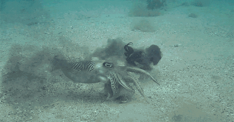 cuttle-gif-2017-5-3.gif