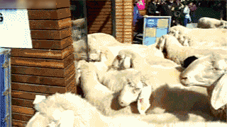 1W3ln.gif