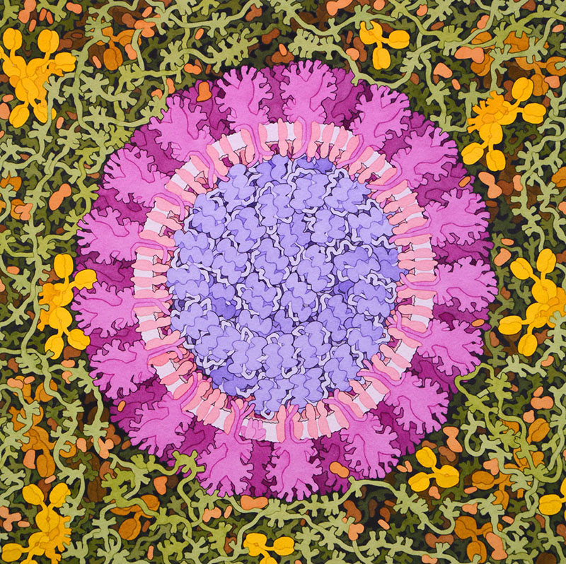 coronavirus.png