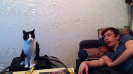 tumblr_mwmo7pj8G01qewacoo1_400.gif