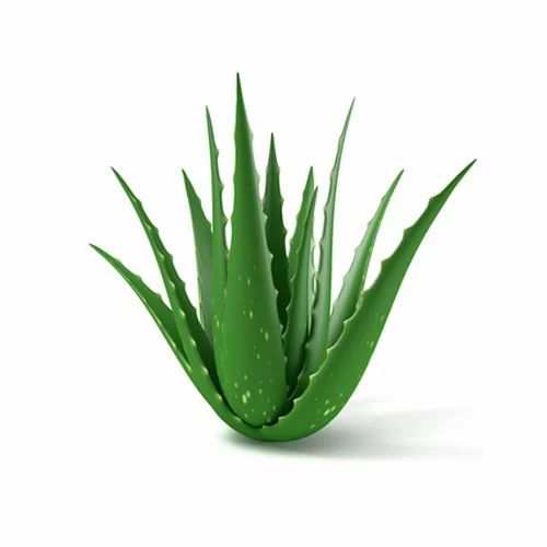 aloe-vera-leaves-500x500.jpg