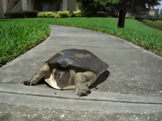3mE6alT.gif