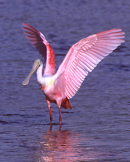 Roseate%20Wings%20Up%202001-2002.jpg