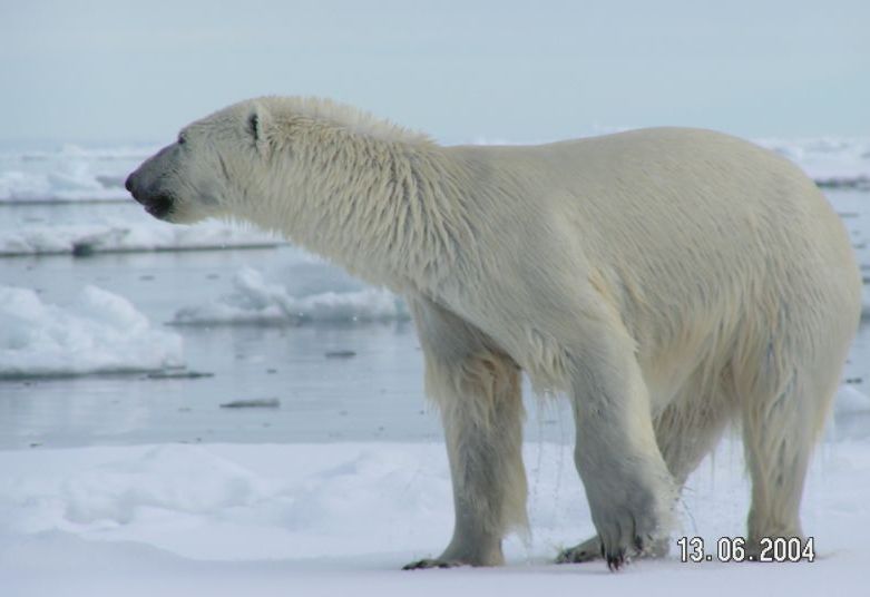 polar-bear.jpg