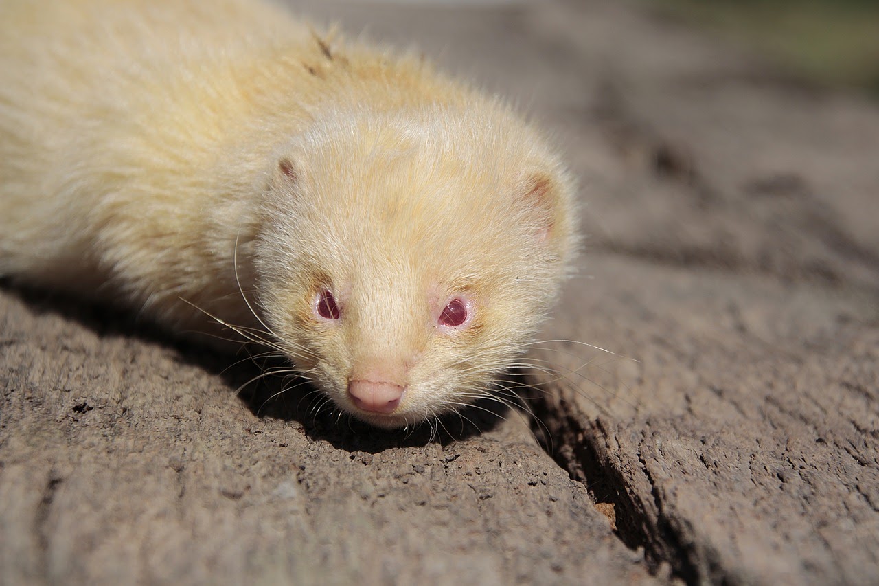 albino-ferrets.jpg