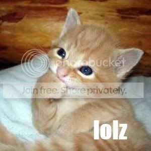 LolzKitten.jpg