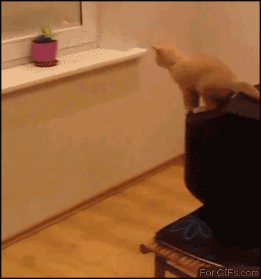 tumblr_lzos9oglvv1qdlh1io1_400.gif