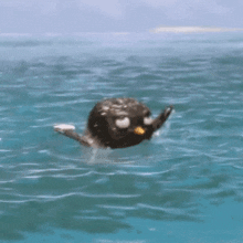 surfs-up-surfs-up-arnold.gif