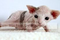 Sphynx1-s.jpg