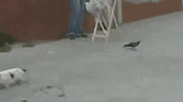 C4qTq.gif