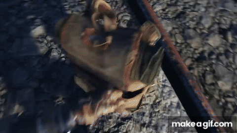 51114436159_3d157fa3a7_o_d.gif