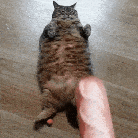 tenor.gif