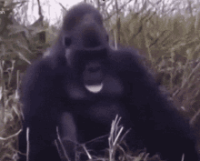 monkey-fall-monkey-falling.gif