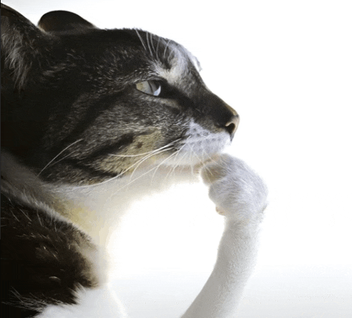 cat-thinker.gif