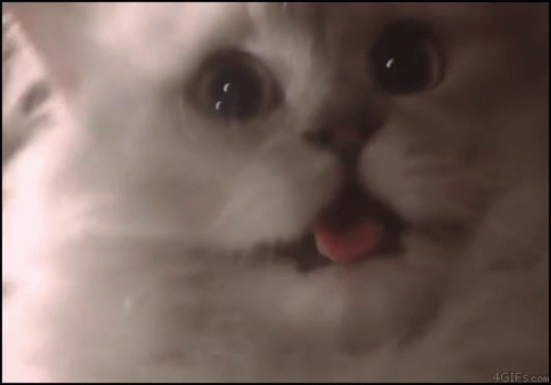 cXTovxO.gif