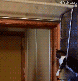 tumblr_mwmo7pj8G01qewacoo6_r1_250.gif
