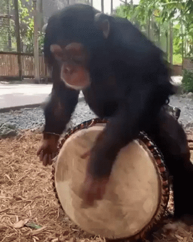 monkey-drum.gif