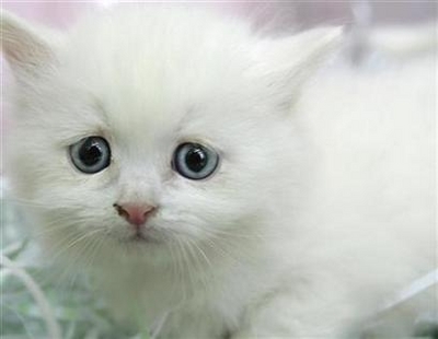 sad-kitteh.jpg