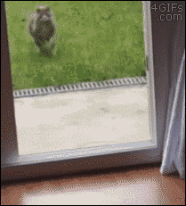 LFW9rzX.gif