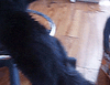 Funny_kitty_gif_by_ValentinaCrespo.gif