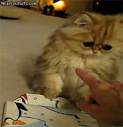 RobmaMk.gif