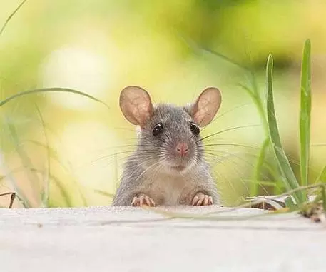 images_2019_10_20_mouse-control.webp
