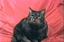 qz9SJdr.gif