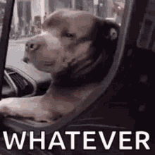 whatever-dog.gif