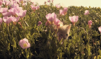 tumblr_mm9n3sdycy1ry1y7qo6_400.gif