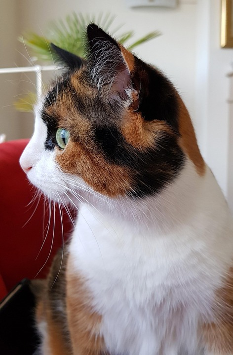 cat-3186887_960_720.jpg