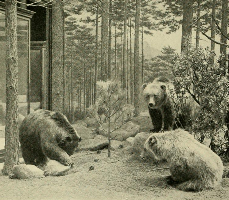 Mexico-grizzlies.png