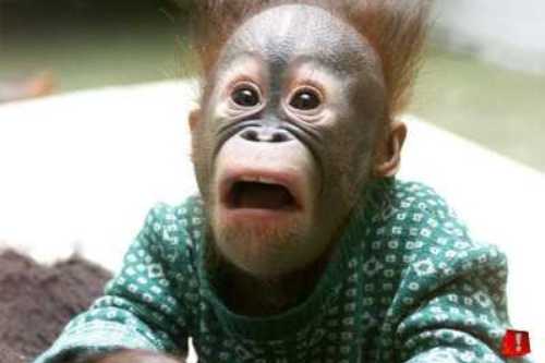 surprised-face1.jpg