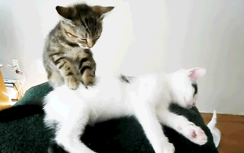 tumblr_mm9n3sdycy1ry1y7qo3_500.gif
