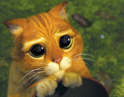 cat-shrek-e1288208589387.jpg