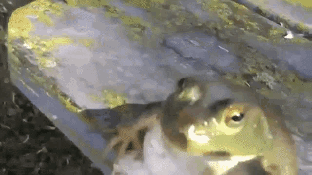 funny-frog.gif